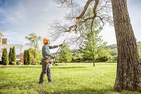 Tree and Shrub Care in Albion, MI