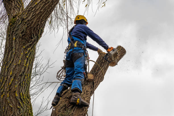 Trusted Albion, MI Tree Services Experts