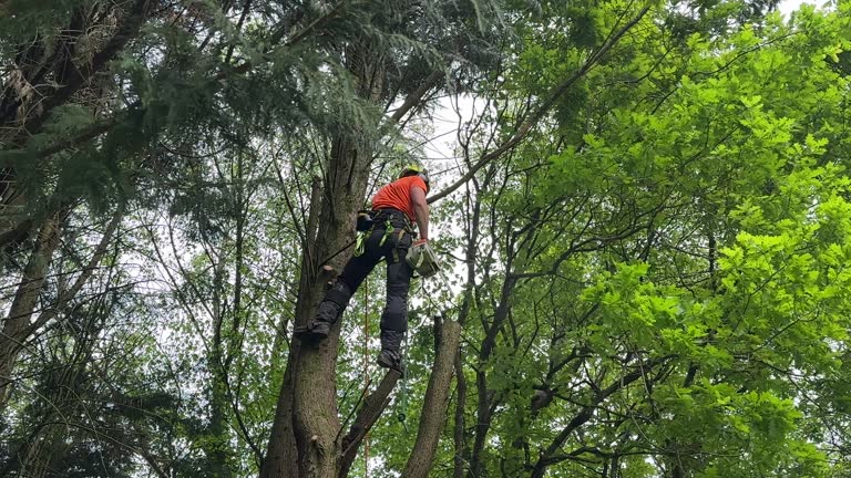 Best Seasonal Cleanup (Spring/Fall)  in Albion, MI